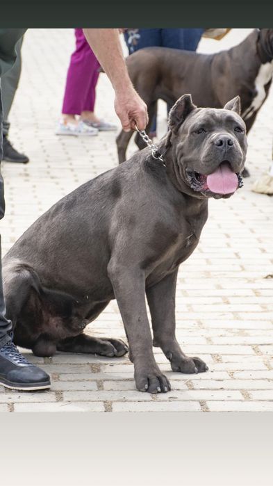 Кане Корсо  Итальянской мастиф