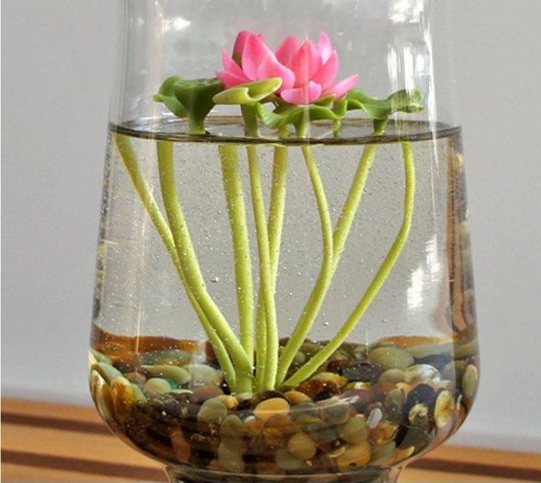 Ростки лотоса для аквариума.  Akvariumda usadigan lotos guli.