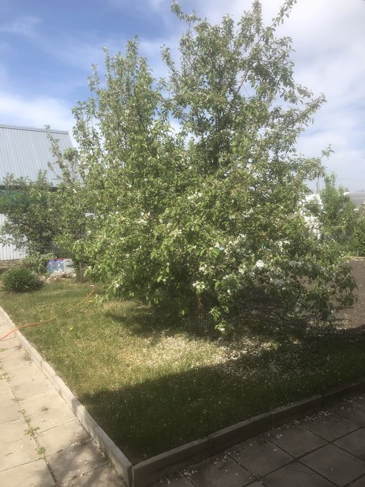 Продам дачу. С О Ракета
