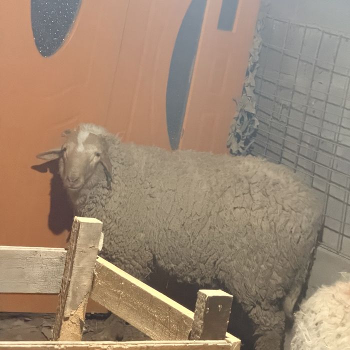 Қой/Баран семіз әдемі