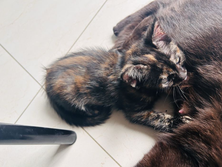 Кошечка ищет дом