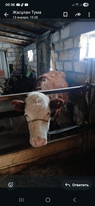 Продам тёлку 1.5