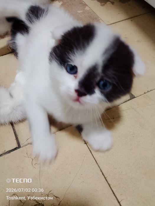 Вислоухие котята