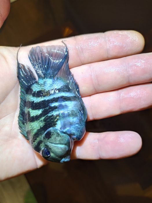 Продам сапфировых попугайчиков панда крупные 75.т.рыбка поменьше 50.т.