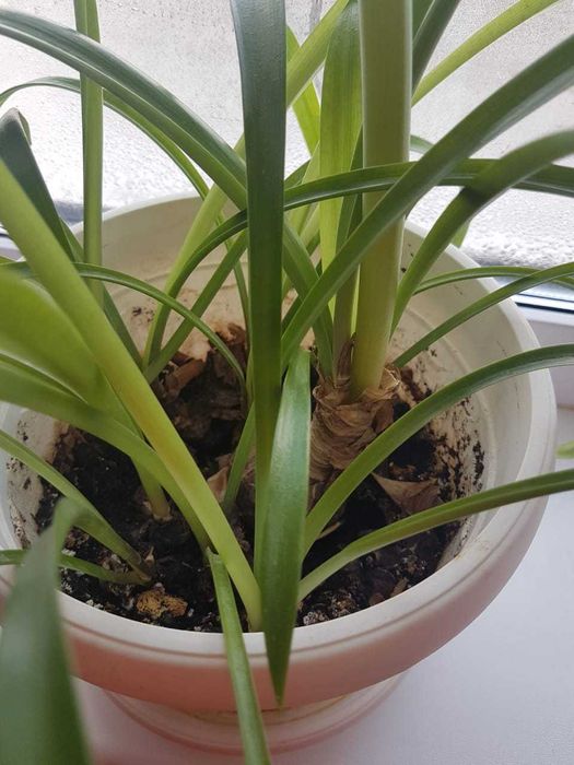 Продам луковицы гиппеаструма