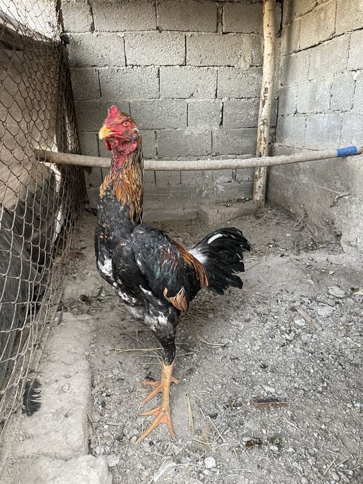 Dakang xuroz sotiladi