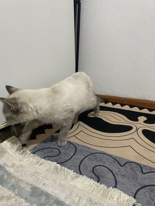 охос азулес кошка редко