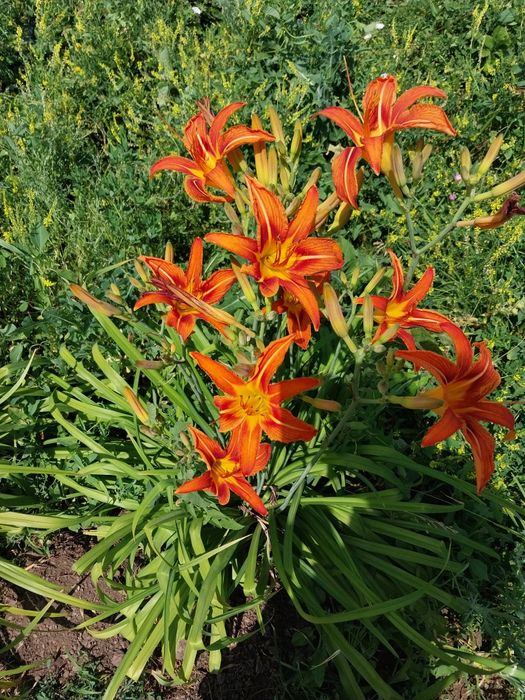 Продам Лилейник такого цвета .