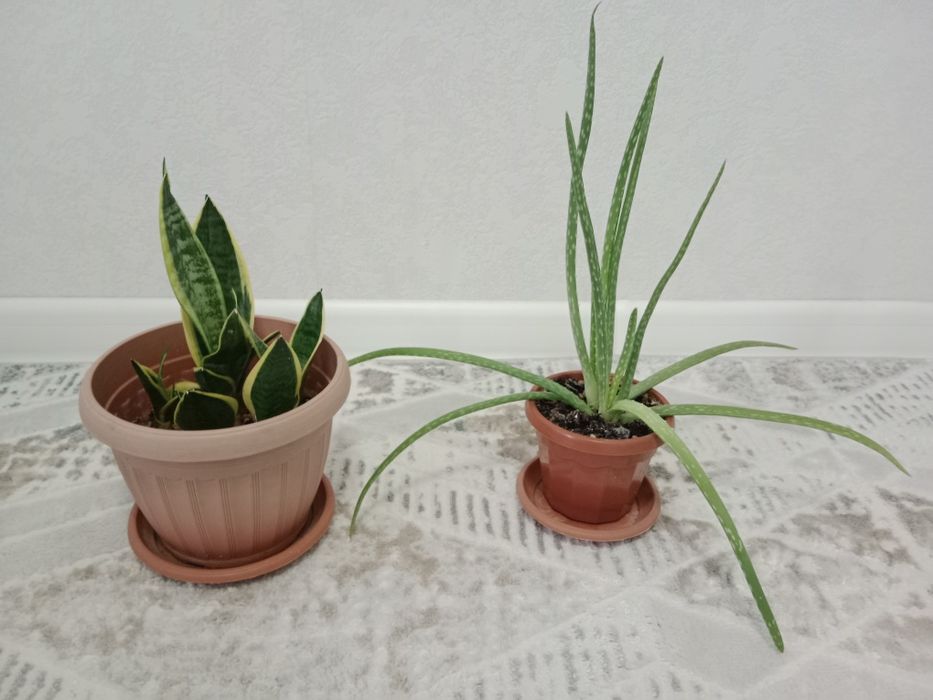 Продам цветы комнатные