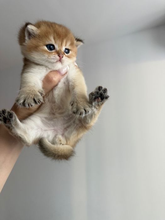 Малки британски котета
