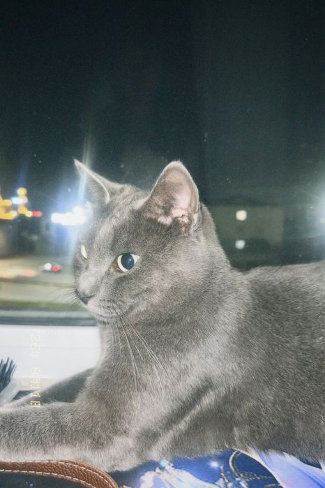 Отдам котика в очень добрые руки!