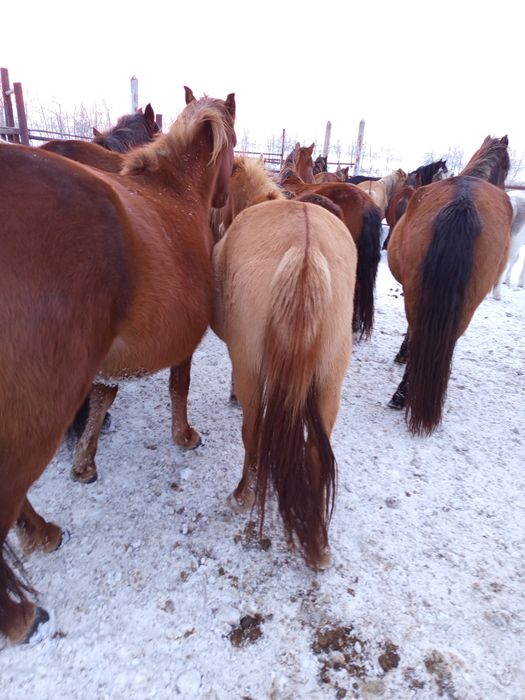 Құла байтал сатылады, буаз