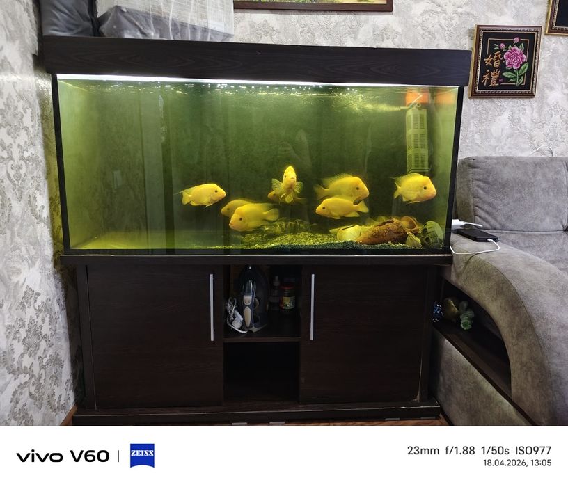 Продам аквариум с рыбками