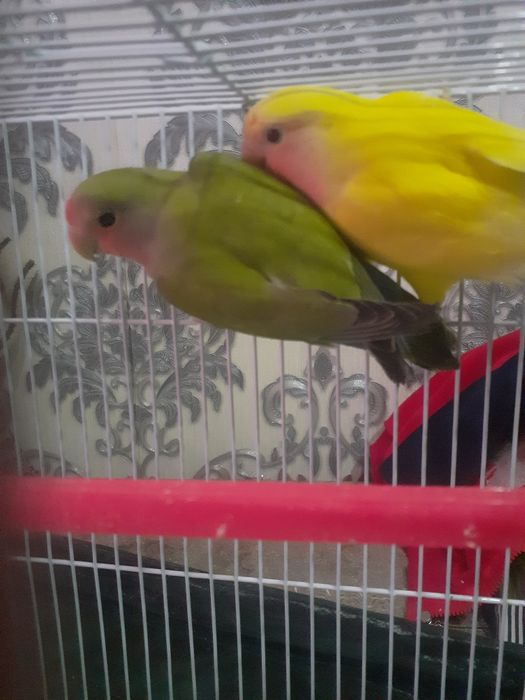 qafasi bilan sotiladi