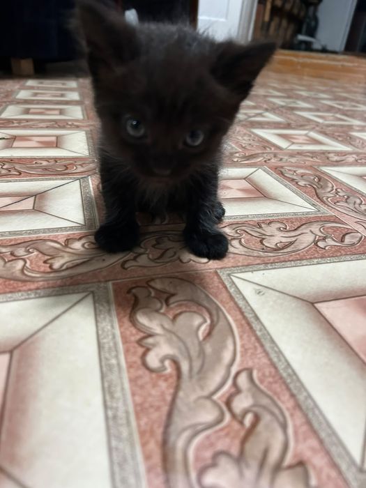 Отдам котенка в добрые руки, месяц.