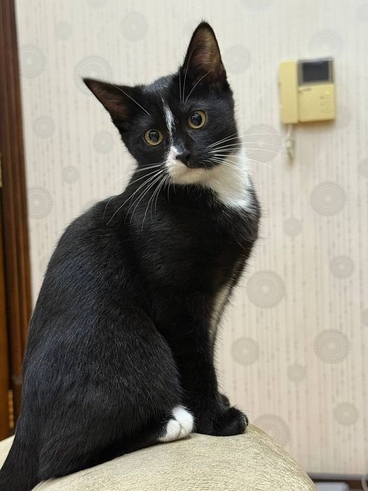 отдадим в хорошие руки маленького котенка