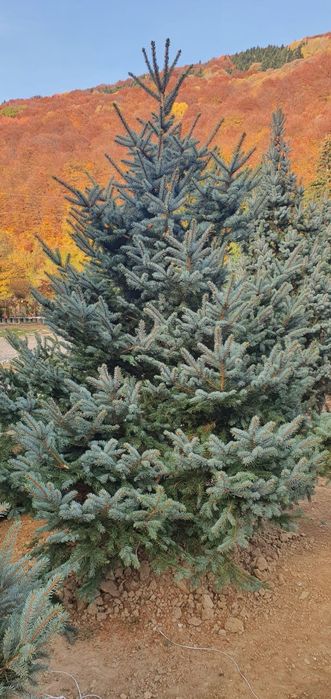 Brazi argintii/verzi la preț minim garantat, Plante ornamentale