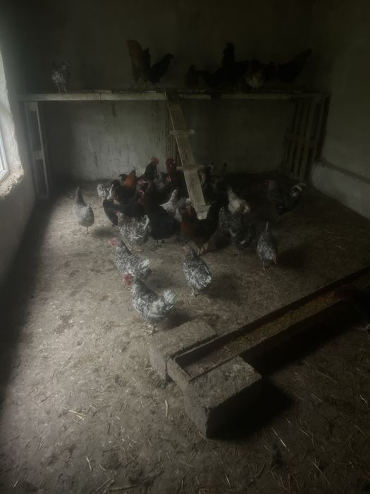 Тауык сатылады багасы 6000