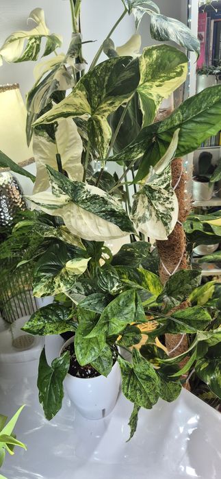 Syngonium, begonia, scindapsus , philodendron, thai, adansonii mint
