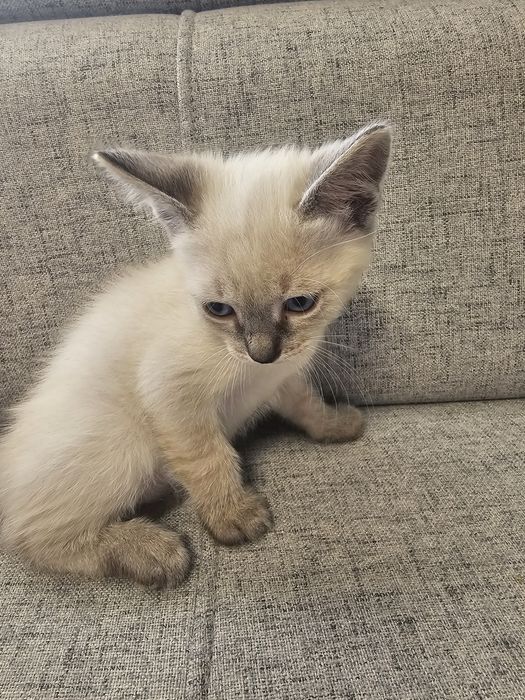 Pui picică birmaneză