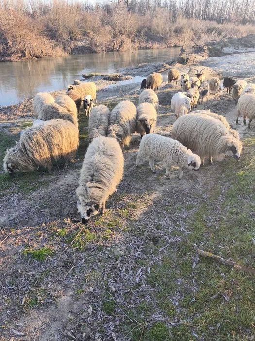 Daca va intereseaza aveti nr meu de tel mai jos.
