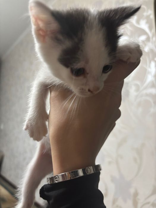 Отдам котят в добрые руки
