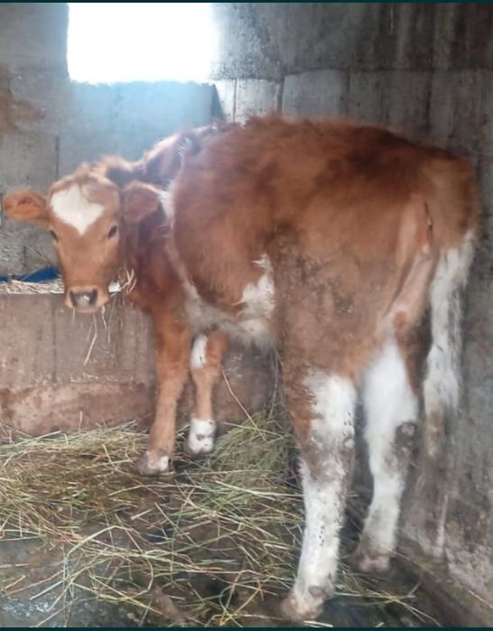 Продаётся тёлочка симментальской породы