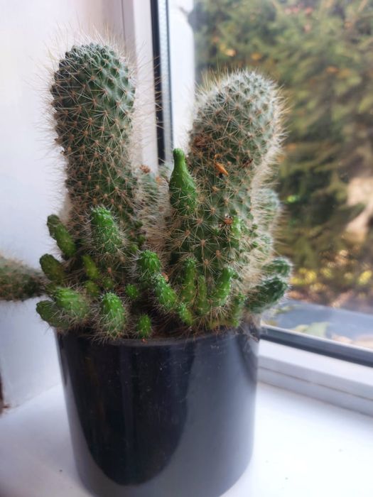 Продам цветок  Кактус