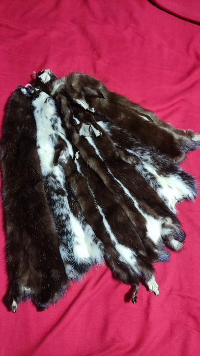 Шкурки норки есть 10шт