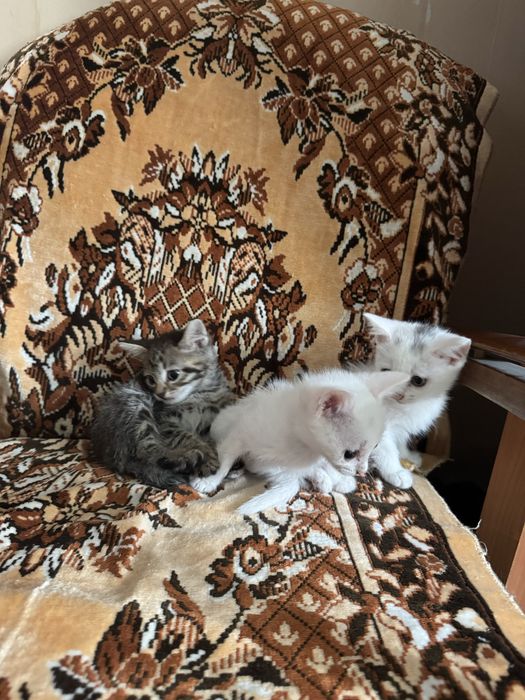 Отдам даром котят