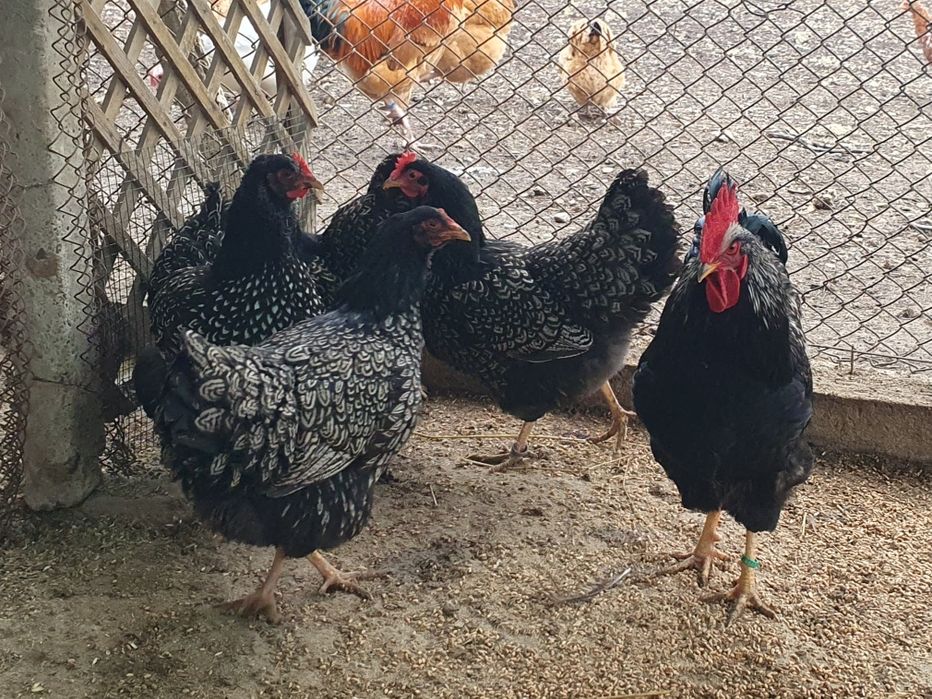 Barnevelder argintiu