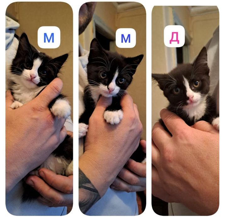 Котята ищут дом в добрые и ответственные руки