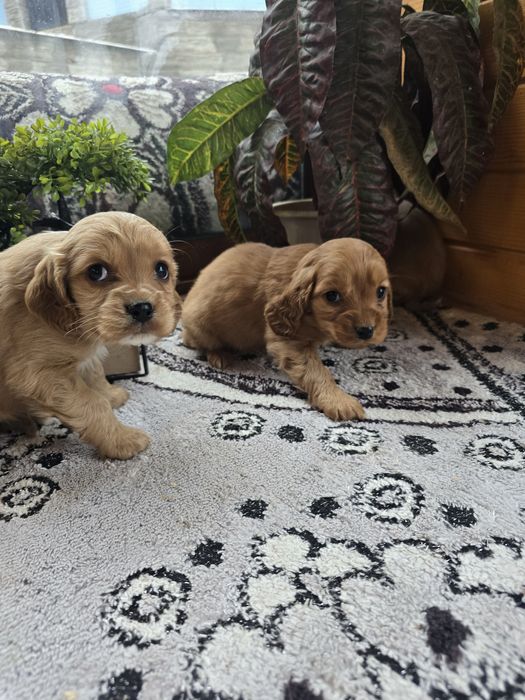 Чистокръвни кокер шпаньоли