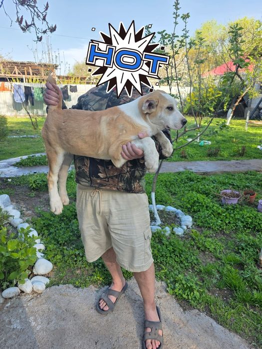 Продам щенка девочка 1 числа будет 4 месяца