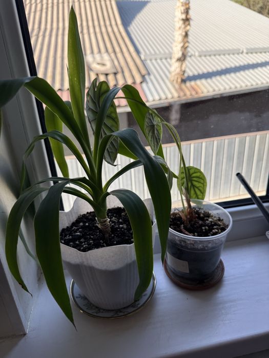 Продам комнатные цветы