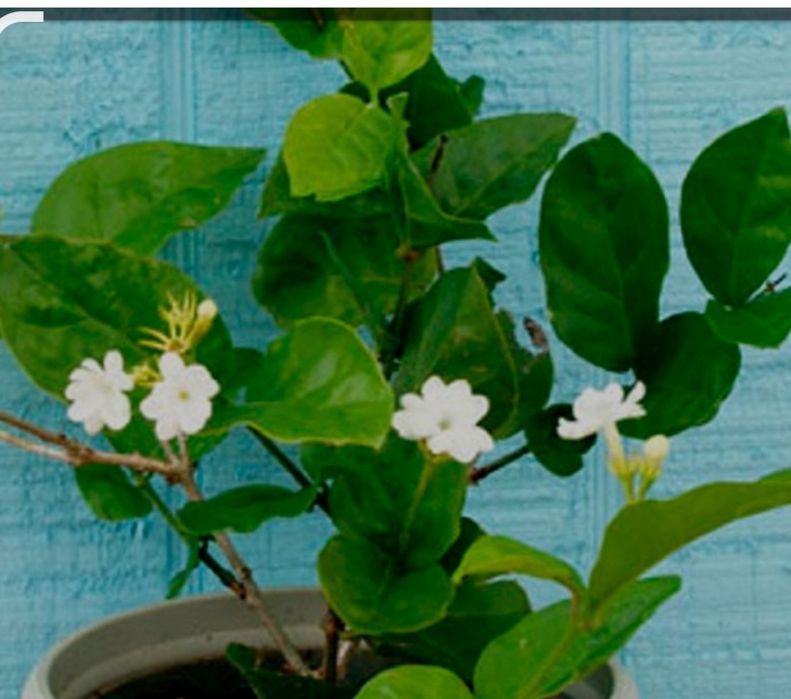 Гибискусы укоренные.