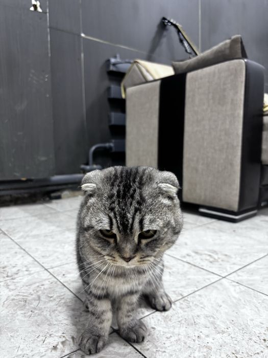 Мысық сатылад таза