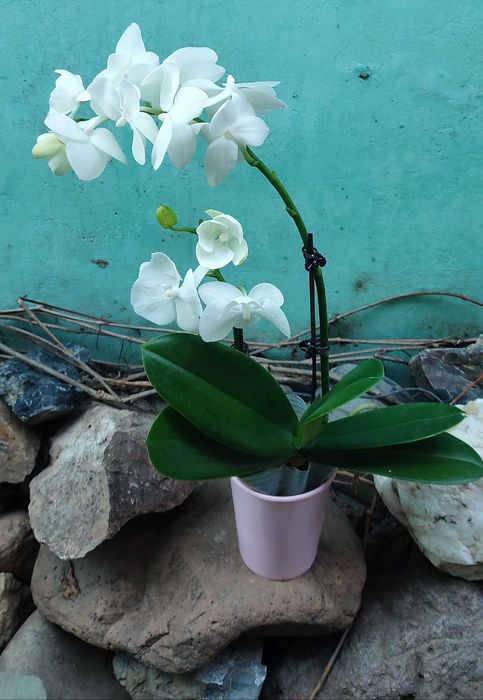 Орхидеи в наличии свежие