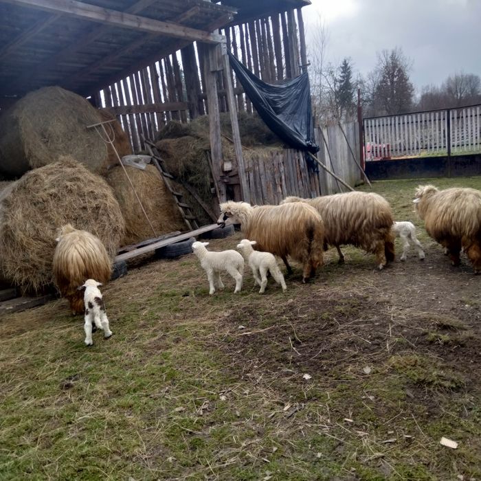 Oi de vânzare. Și miei