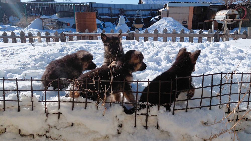 Щенки Немецкой овчарки