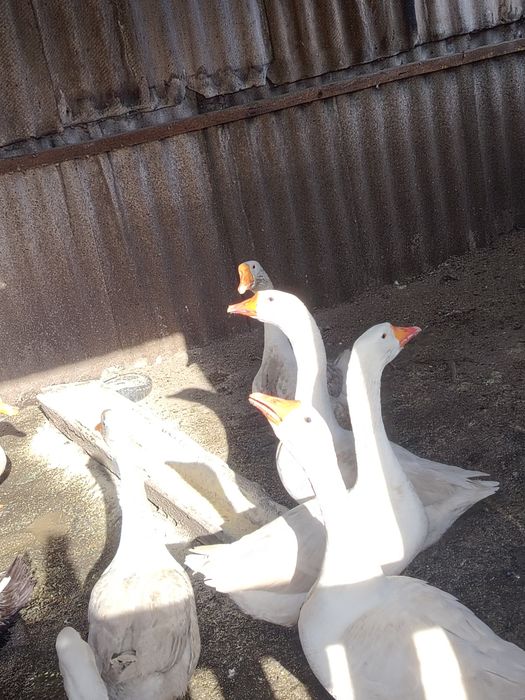 Продам гусей домашних