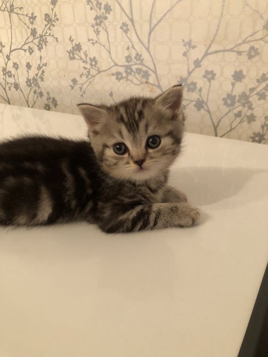 Котята скоттиш-фолд