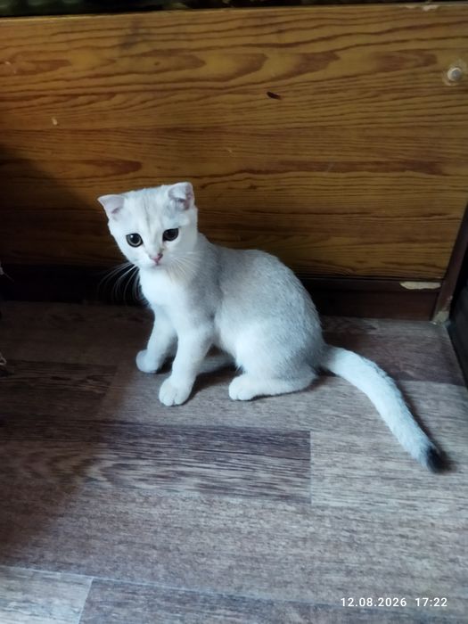 Продаются котята серебряная шиншилла
