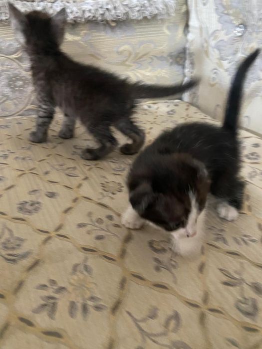 Отдам котят в хорошие руки