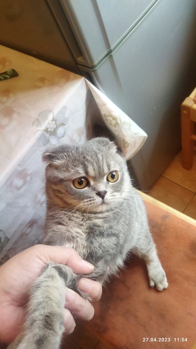 Отдам на вязку кота