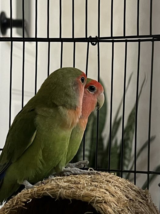 Продам попугая неразлунчика