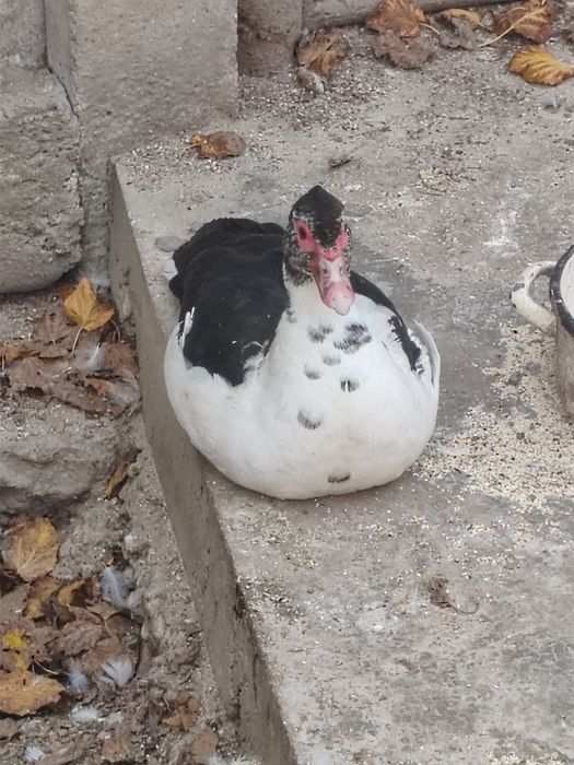 Vând 6 rațe mute crescute bio