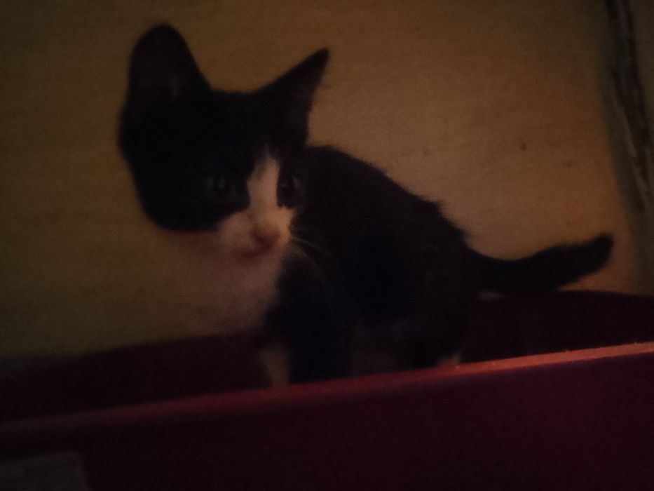 Девочки солнышки в добрые руки