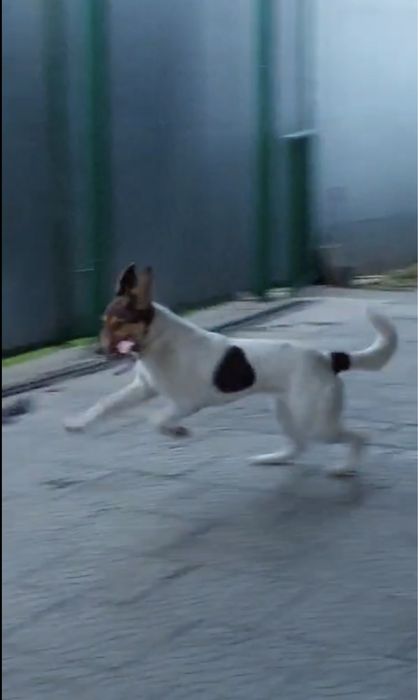 Щенок - подросток, девочка .