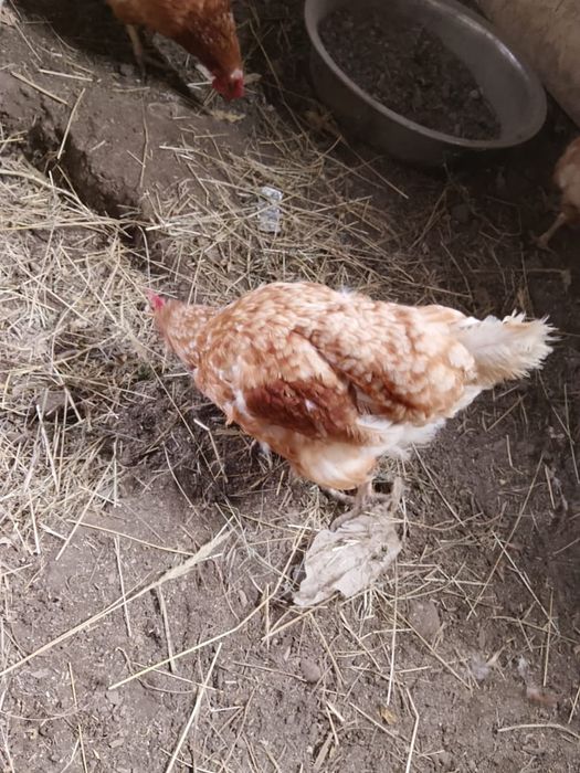 Продам кур несушек